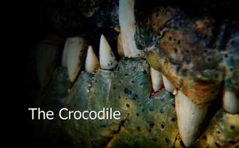 croc video pic